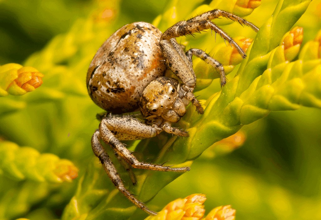 Xysticus_audax-4.jpg