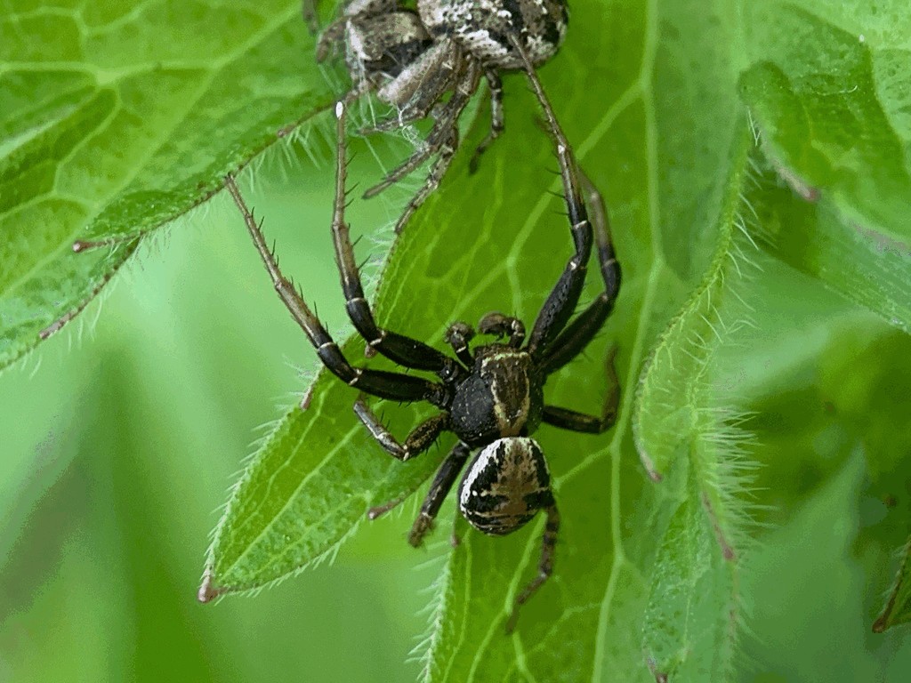 Xysticus_audax-5.jpg