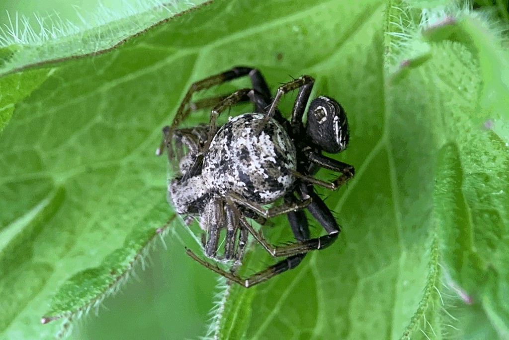 Xysticus_audax-6.jpg
