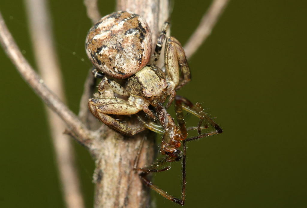 Xysticus_audax-7.jpg
