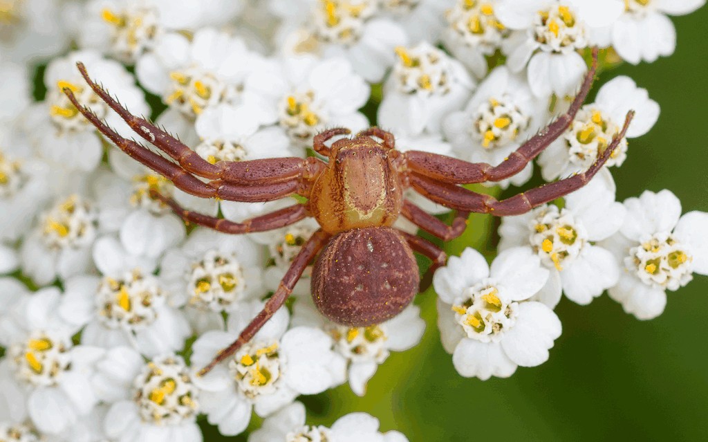 Xysticus_bifasciatus-1.jpg