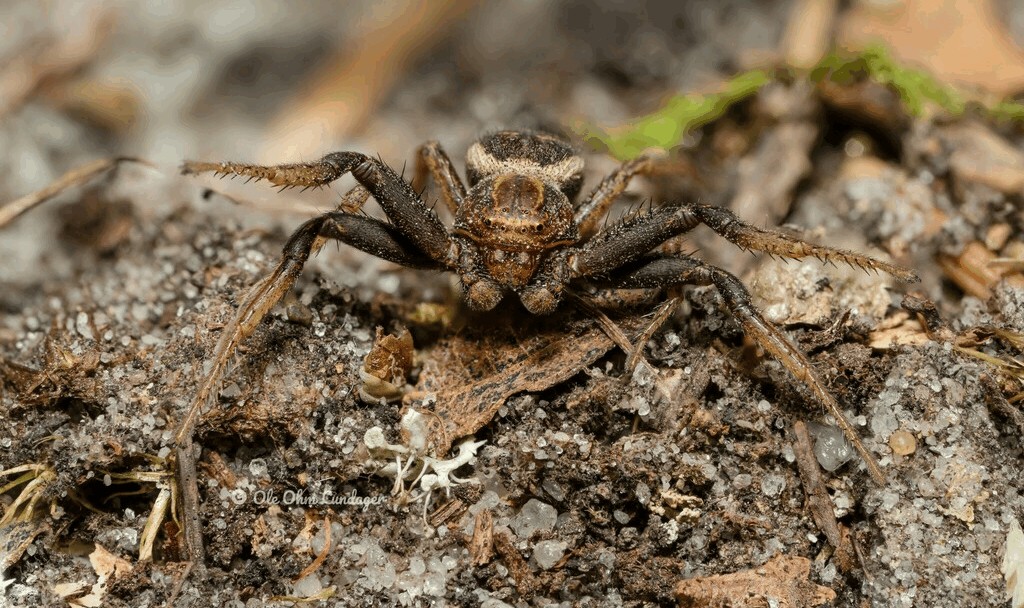 Xysticus_bifasciatus-2.jpg