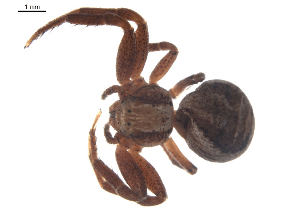 Xysticus_britcheri-1.jpg