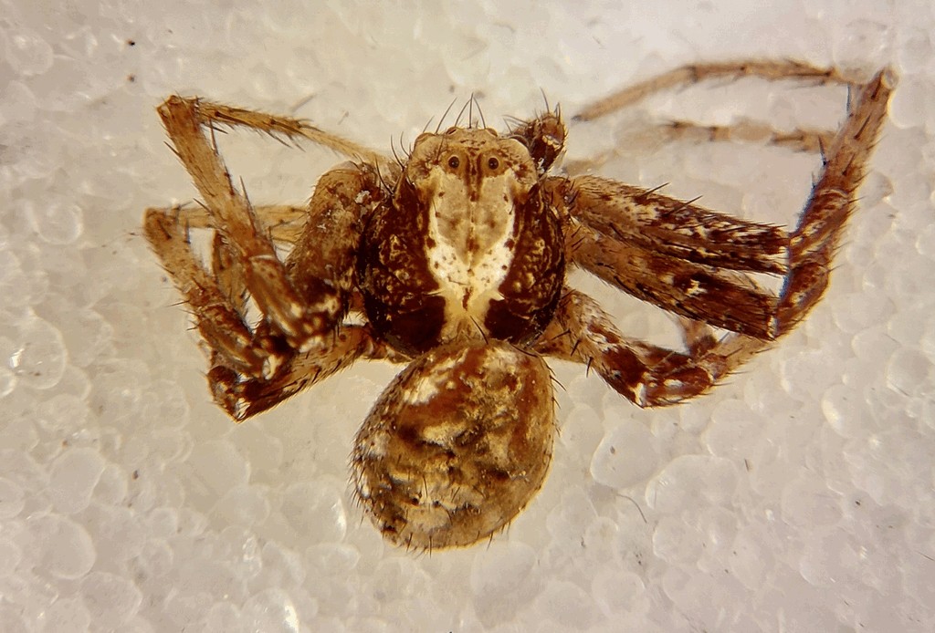 Xysticus_britcheri-2.jpg