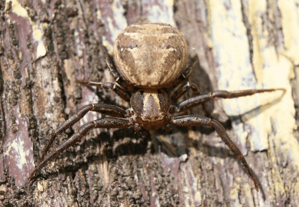 Xysticus_cristatus-1.jpg