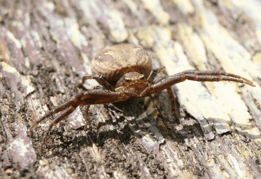 Xysticus_cristatus-2.jpg