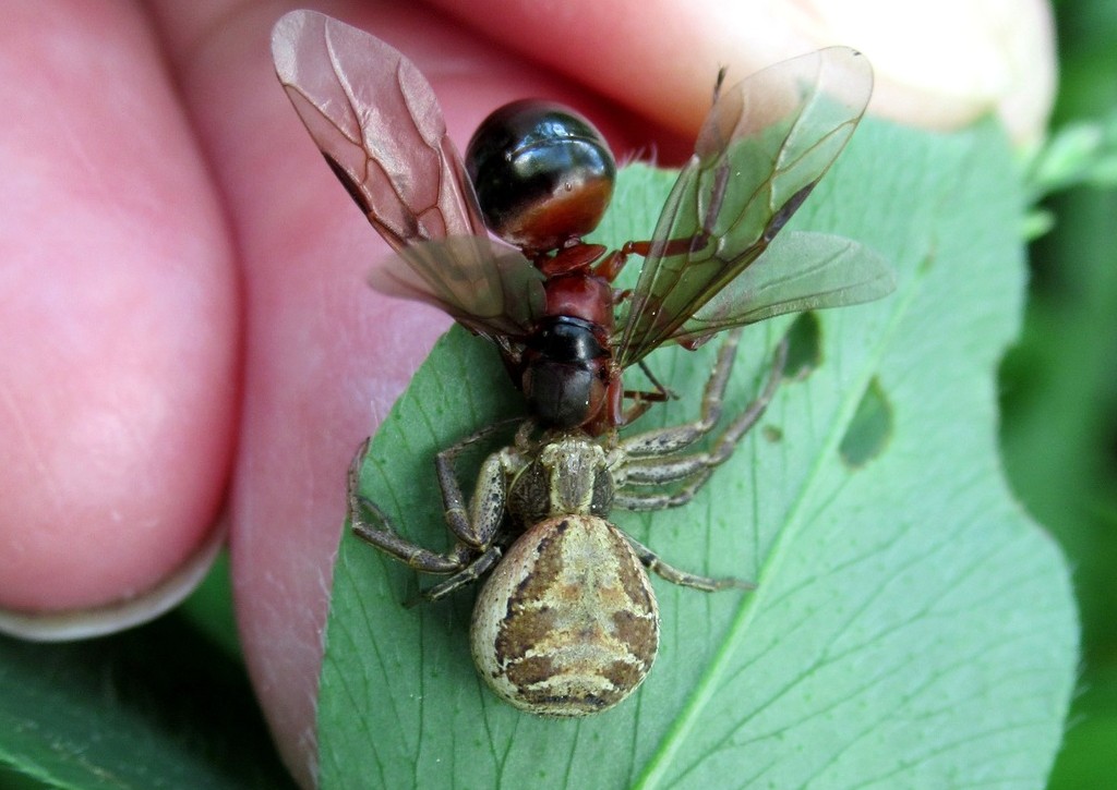 Xysticus_cristatus-3.jpg
