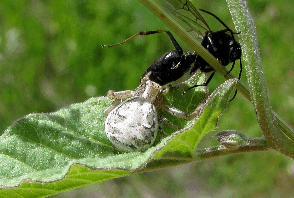 Xysticus_cristatus-4.jpg