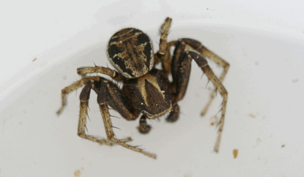 Xysticus_cristatus-5.jpg