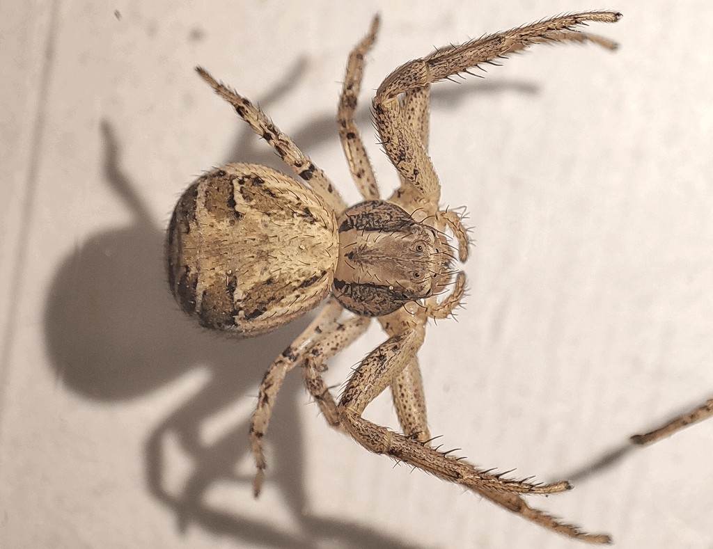 Xysticus_cristatus-6.jpg