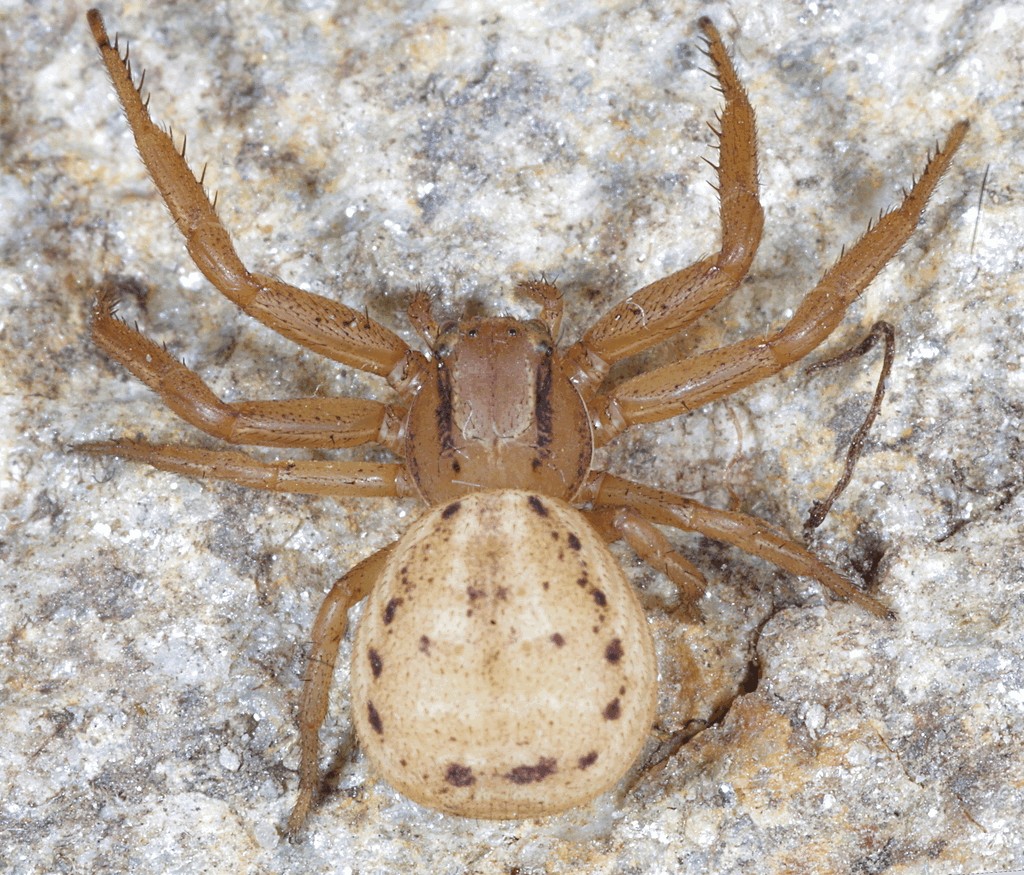 Xysticus_erraticus-1.jpg