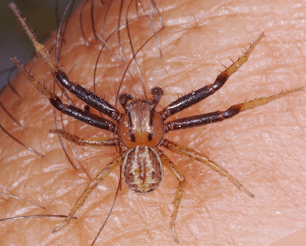Xysticus_erraticus-2.jpg