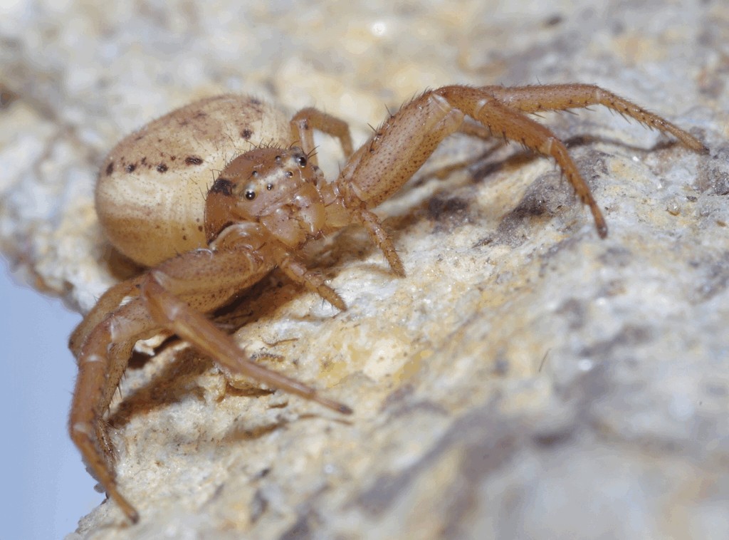 Xysticus_erraticus-3.jpg