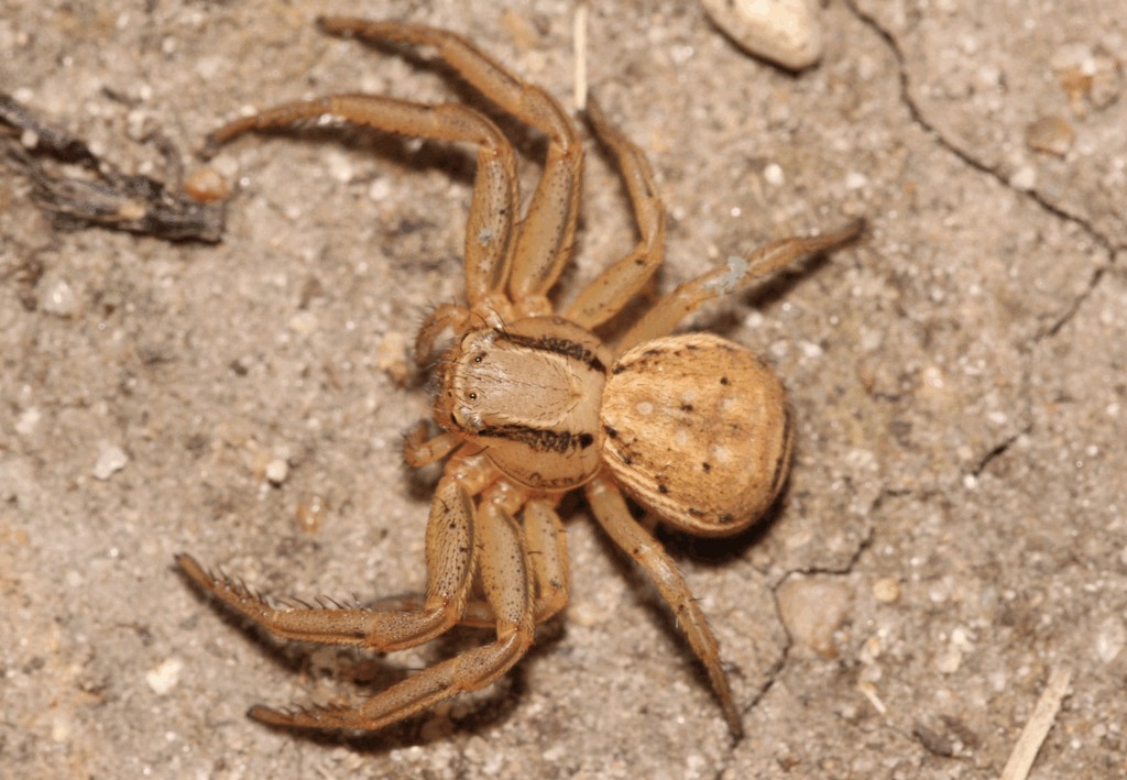 Xysticus_erraticus-4.jpg