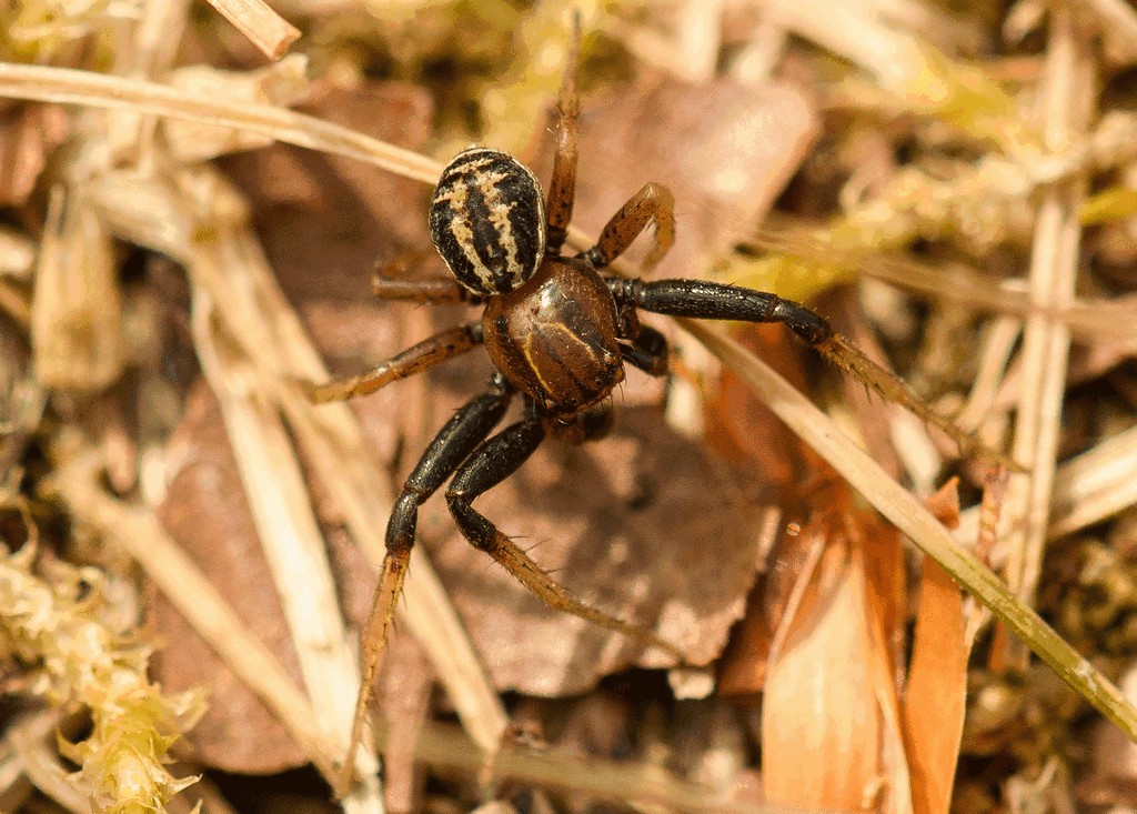 Xysticus_erraticus-5.jpg