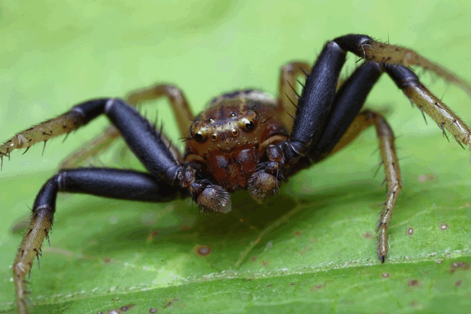 Xysticus_erraticus-6.jpg