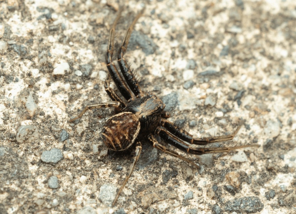 Xysticus_kochi-2.jpg
