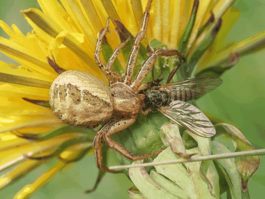 Xysticus_kochi-3.jpg