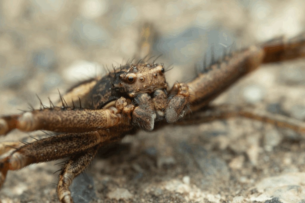 Xysticus_kochi-4.jpg