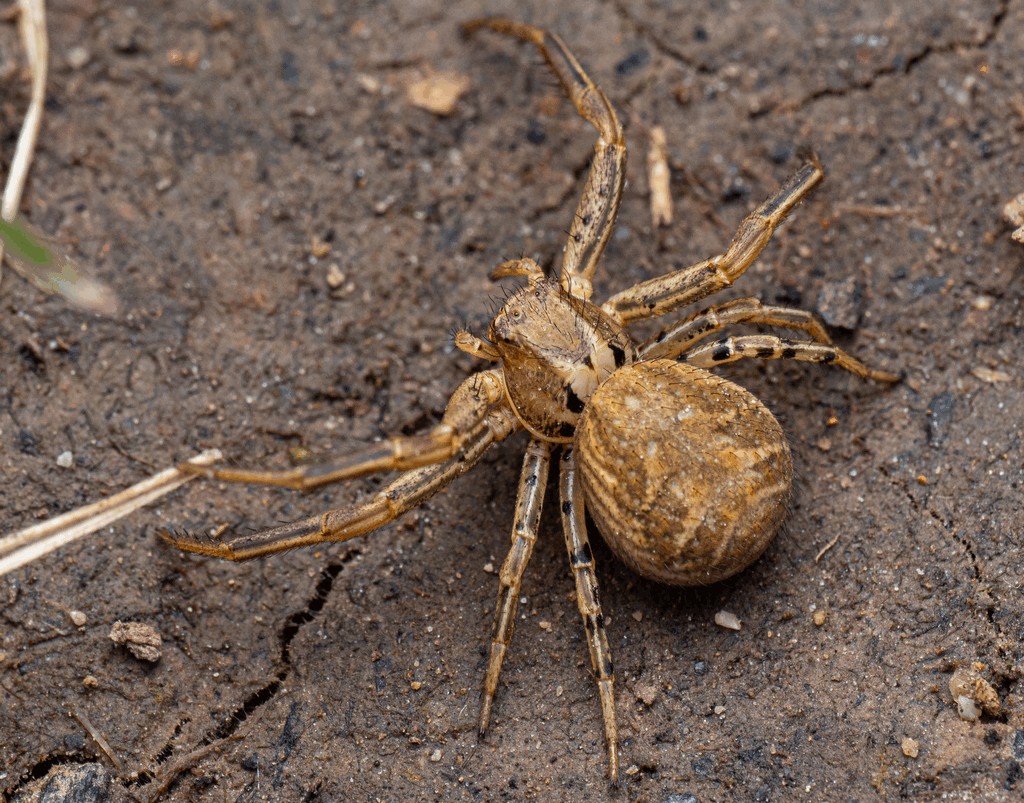 Xysticus_kochi-5.jpg