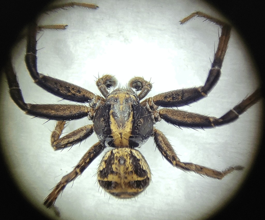 Xysticus_kochi-6.jpg