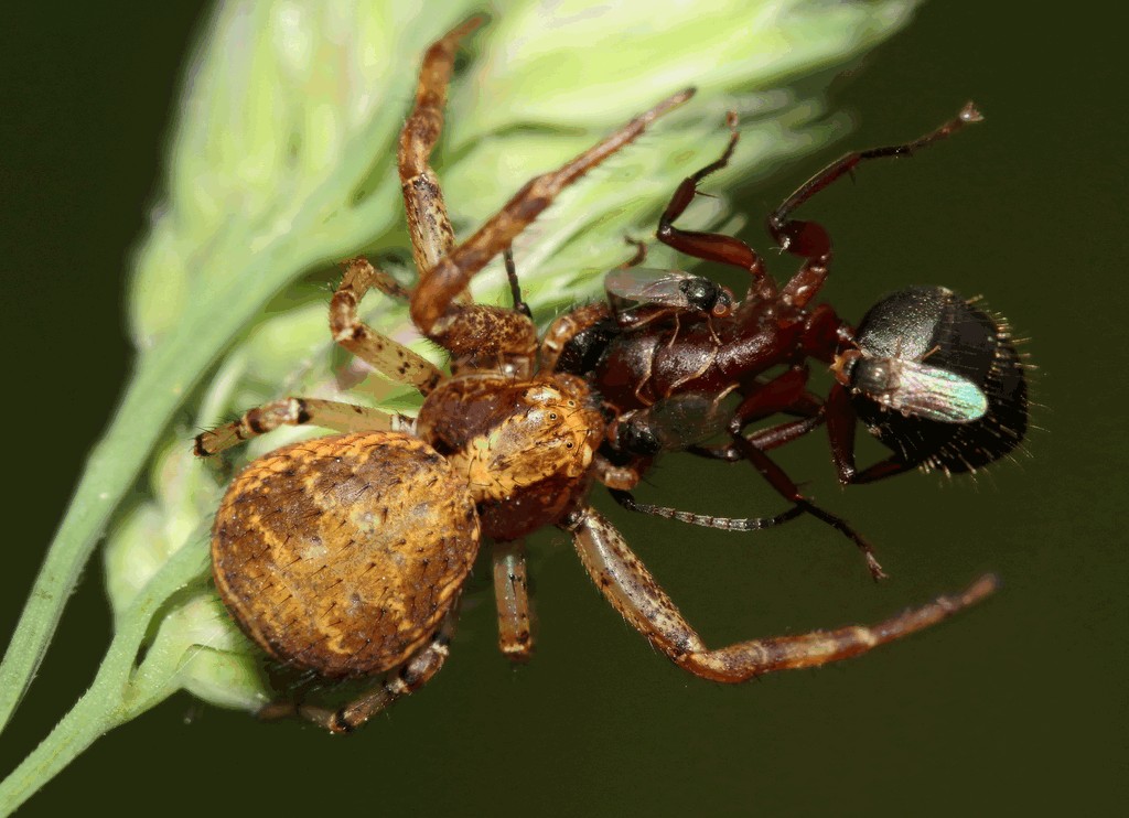 Xysticus_lanio-1.jpg