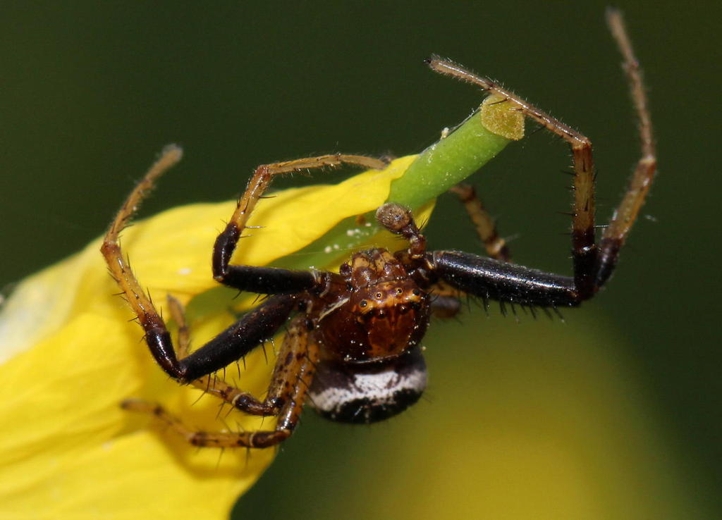 Xysticus_lanio-3.jpg