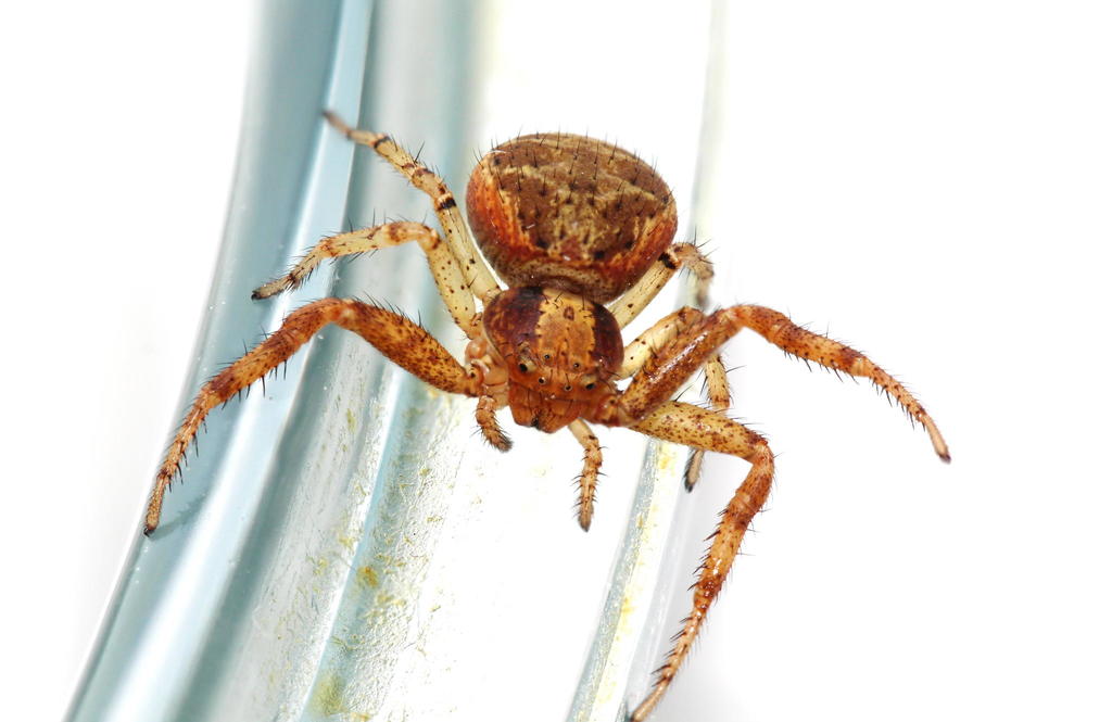 Xysticus_lanio-4.jpg