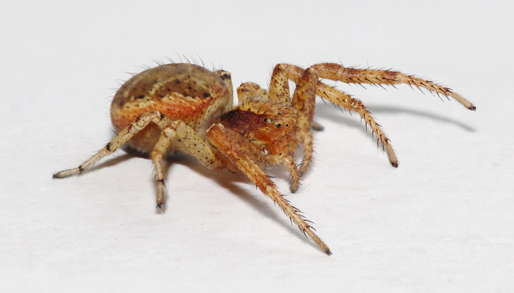 Xysticus_lanio-5.jpg