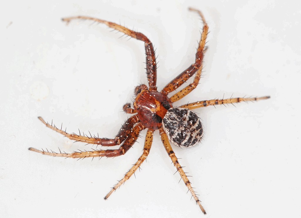 Xysticus_lanio-6.jpg