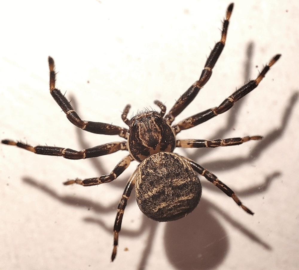 Xysticus_lineatus-2.jpg