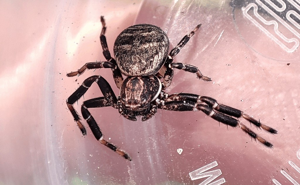 Xysticus_lineatus-3.jpg