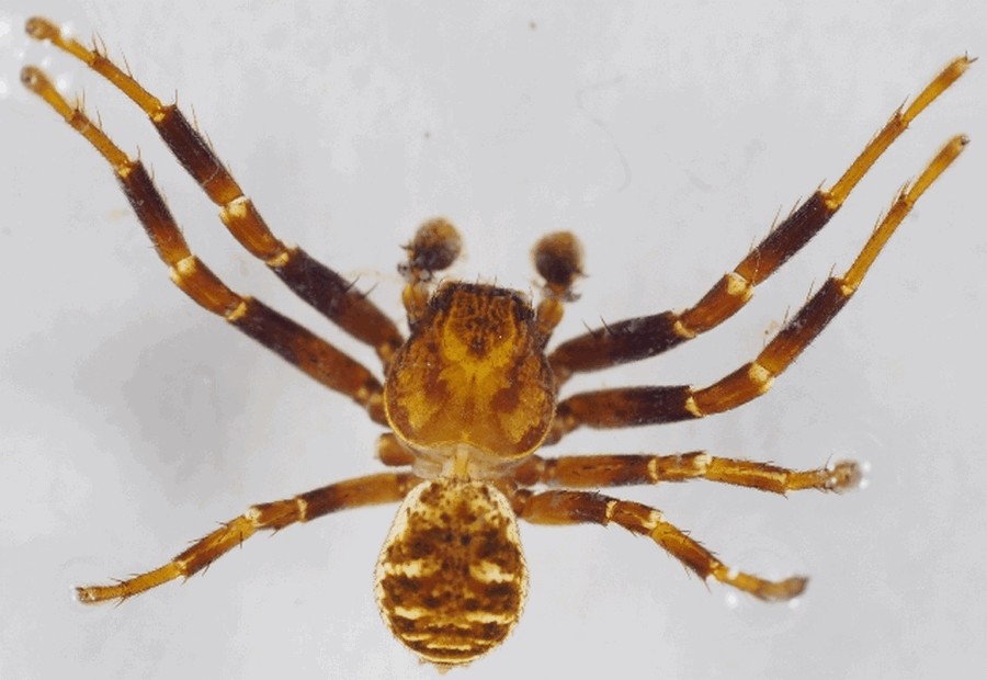 Xysticus_lineatus-4.jpg