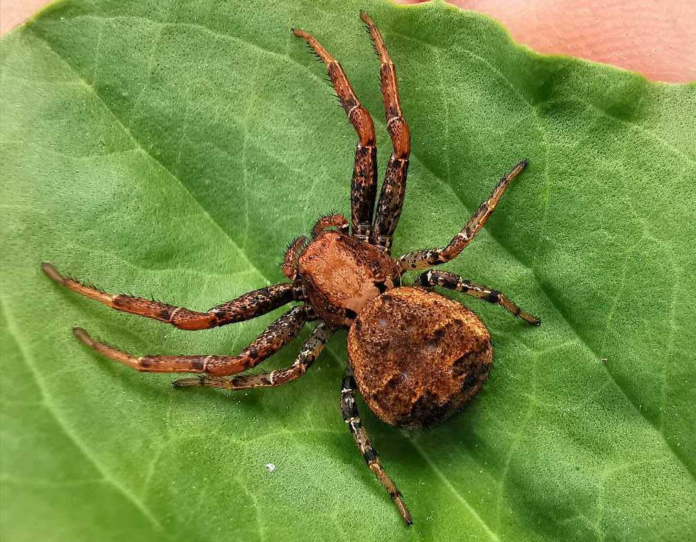 Xysticus_luctator-1.jpg