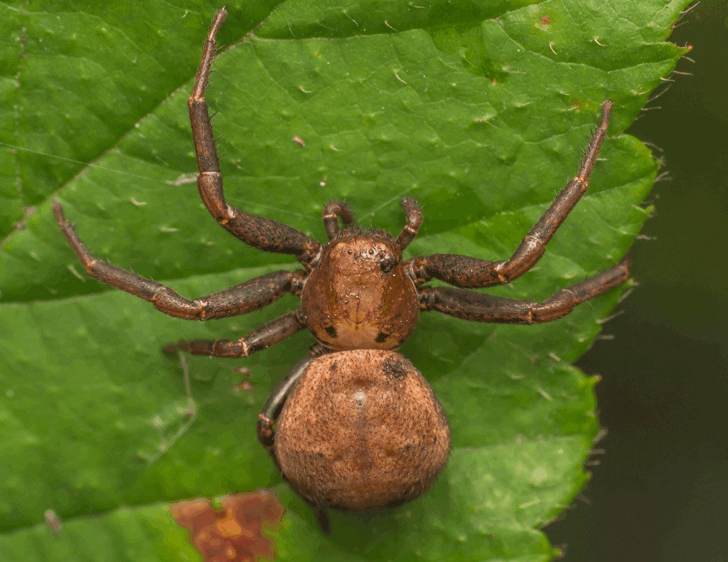 Xysticus_luctator-3.jpg