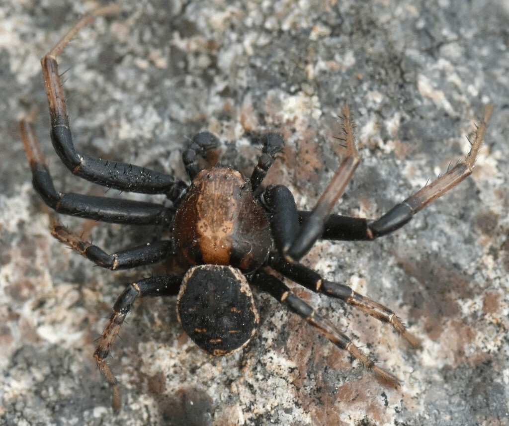Xysticus_luctator-4.jpg
