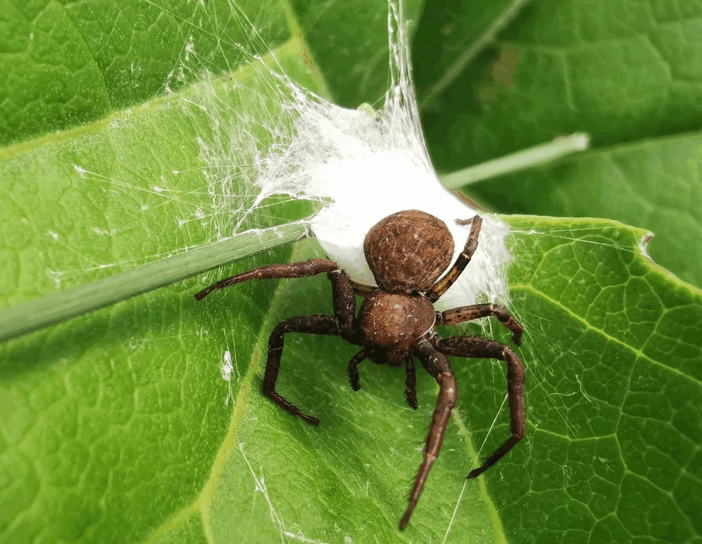 Xysticus_luctator-5.jpg