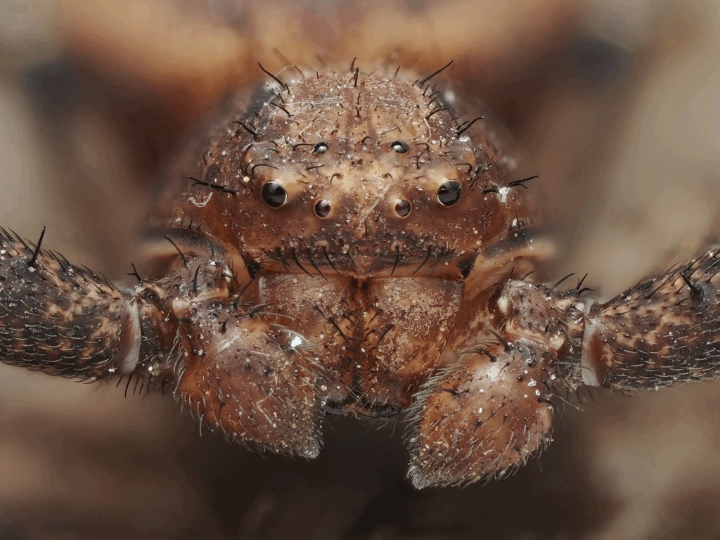 Xysticus_luctator-6.jpg