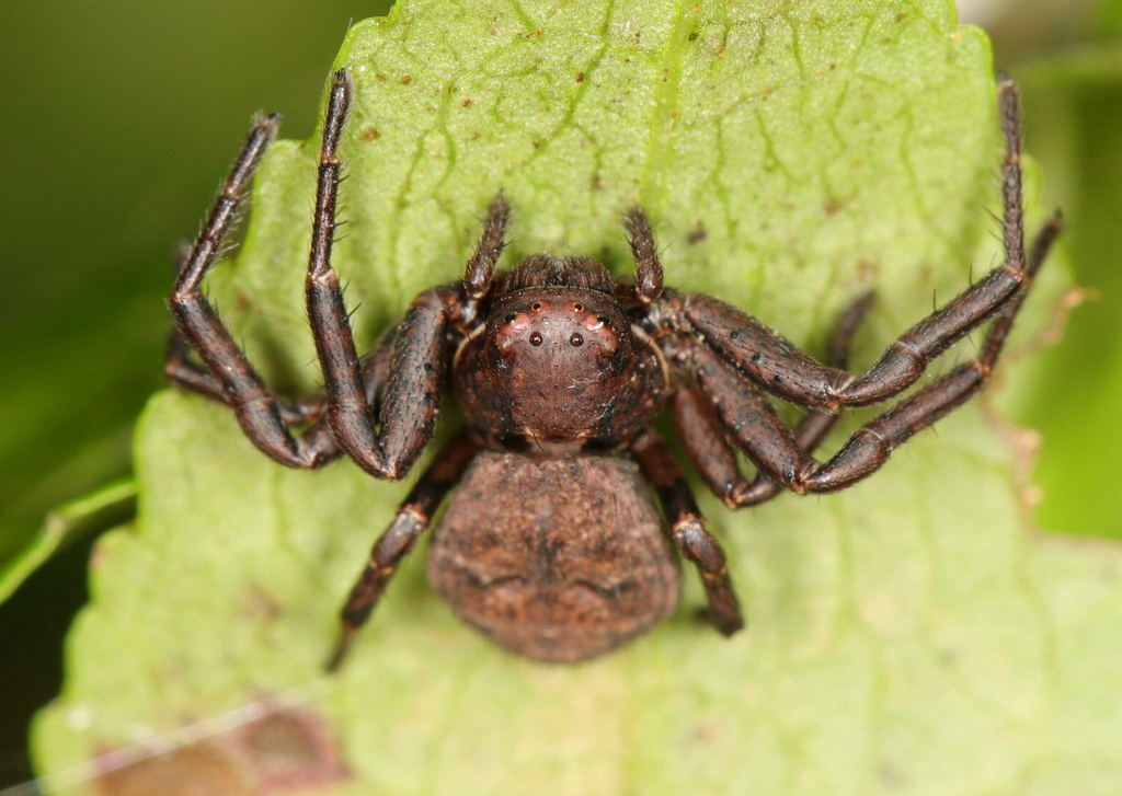 Xysticus_luctuosus-1.jpg