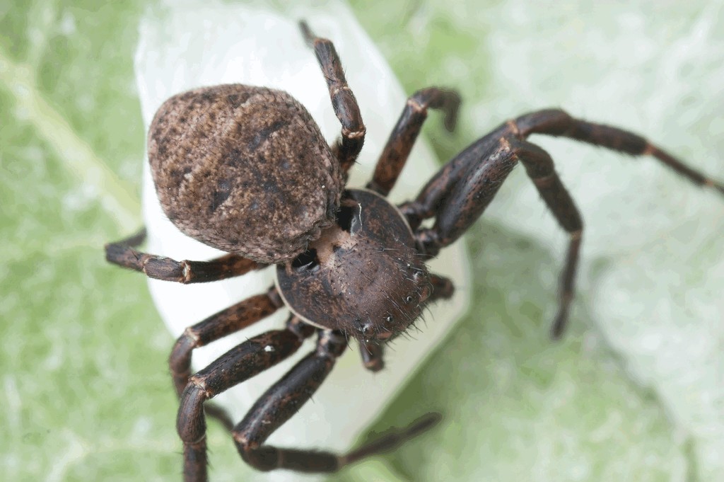 Xysticus_luctuosus-2.jpg
