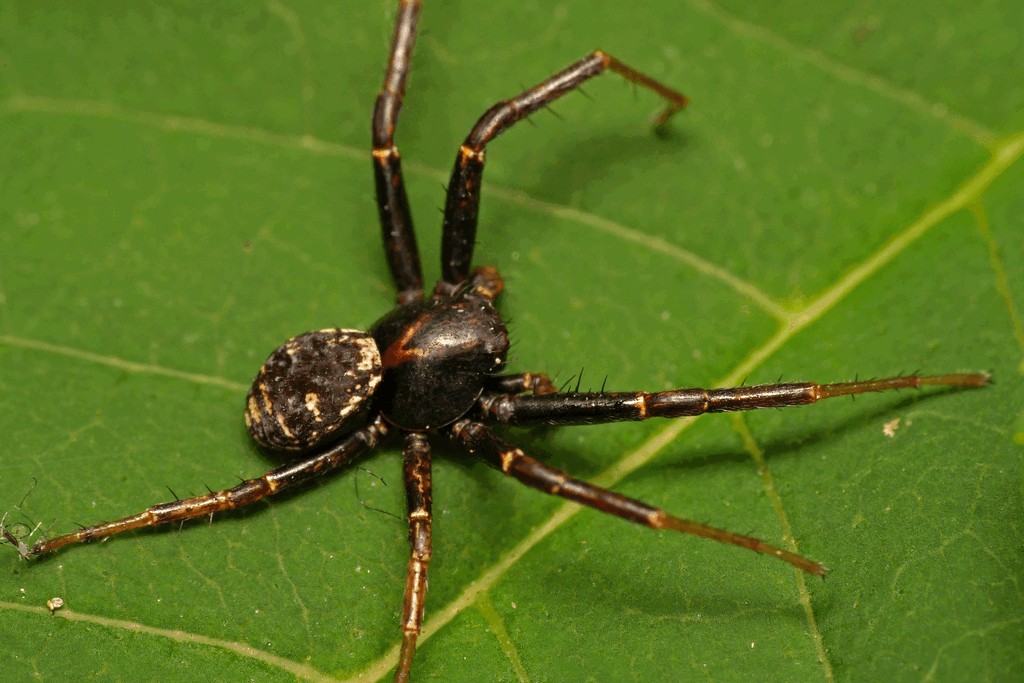 Xysticus_luctuosus-3.jpg