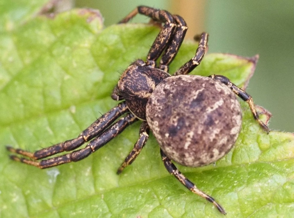 Xysticus_luctuosus-4.jpg