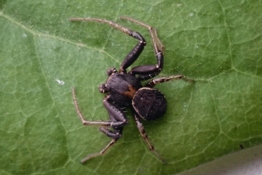 Xysticus_luctuosus-5.jpg