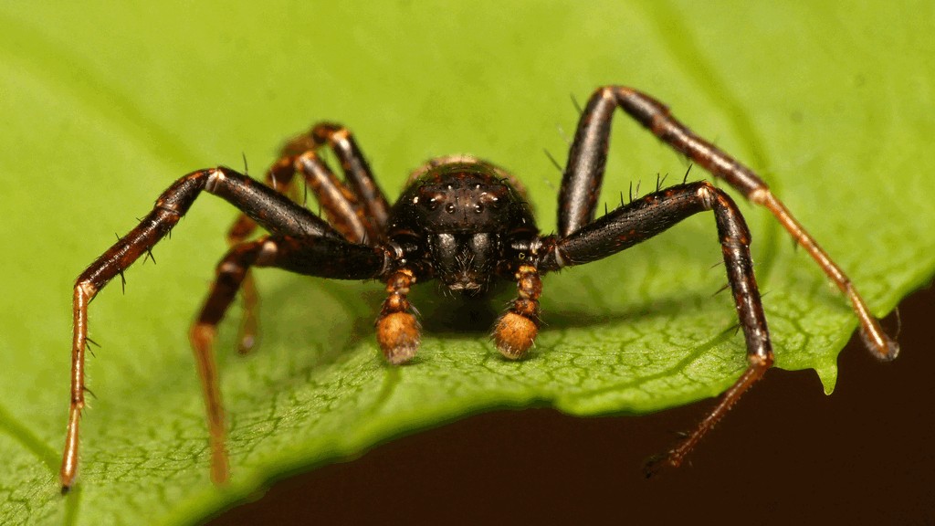 Xysticus_luctuosus-6.jpg