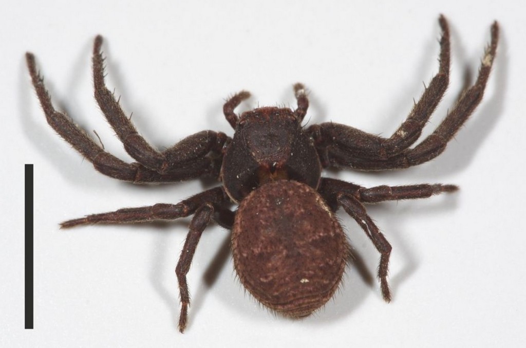 Xysticus_luctuosus-7.jpg