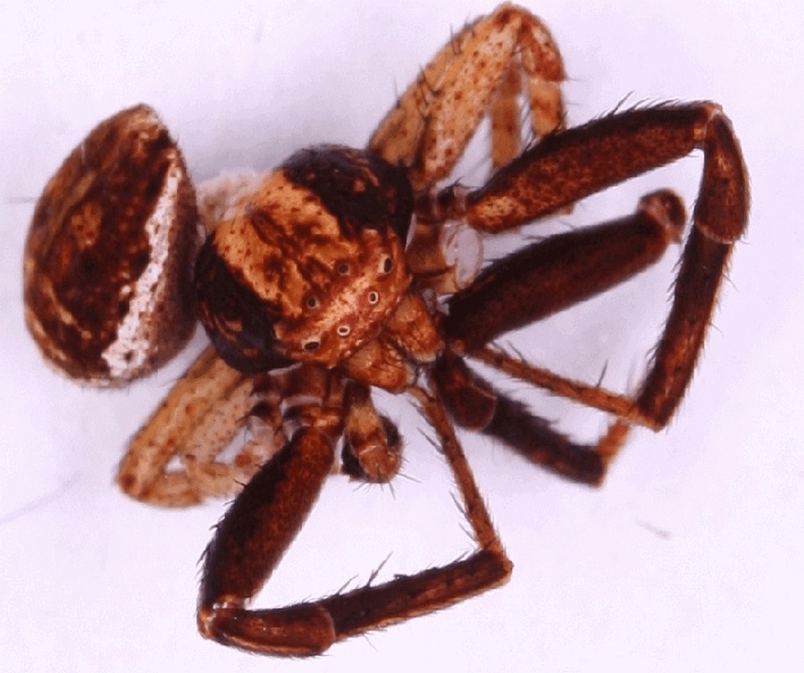 Xysticus_obscurus-1.jpg