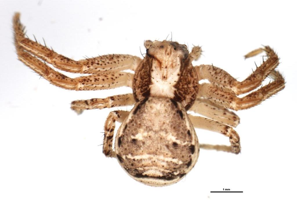 Xysticus_obscurus-2.jpg