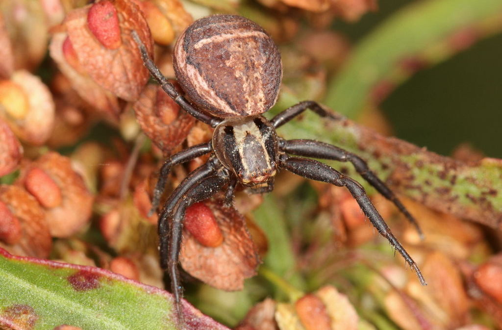 Xysticus_ulmi-1.jpg