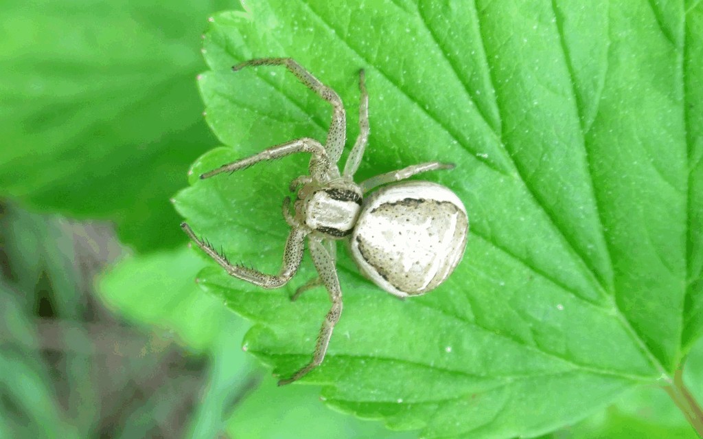 Xysticus_ulmi-2.jpg