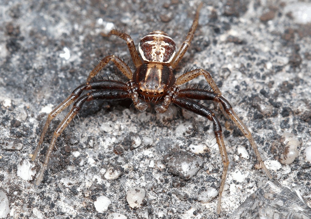 Xysticus_ulmi-3.jpg